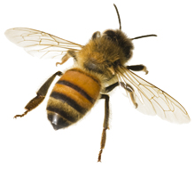 HayfeGUARD: Bee Info